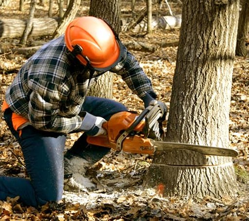 Tree Removal in Mercer, TN